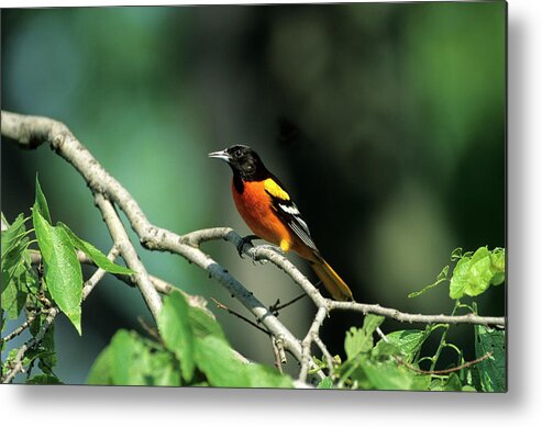 Avian Metal Print featuring the photograph Baltimore Oriole (icterus Galbula #2 by Richard and Susan Day