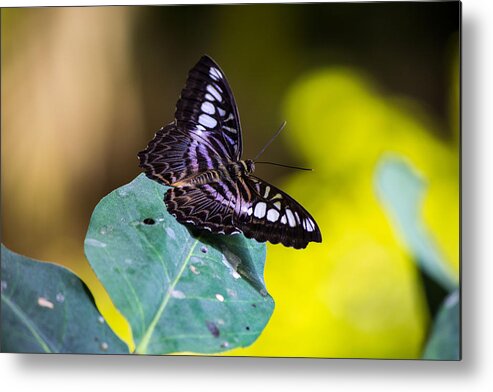 Black Butterfly Metal Print featuring the photograph Black butterfly #2 by Susan Jensen