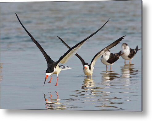 Bill Metal Print featuring the photograph Black Skimmers (rynchops Niger #2 by Larry Ditto