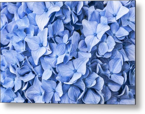 Flowers Metal Print featuring the photograph Blue #2 by Cathy Kovarik