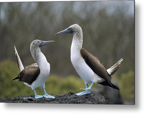 Feb0514 Metal Print featuring the photograph Blue-footed Boobies Courting Galapagos #2 by Tui De Roy