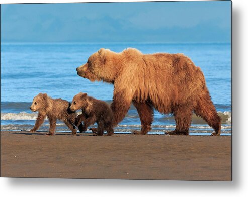 Brown Bear Metal Print featuring the photograph Brown Bear Sow And Cubs, Lake Clark by Mint Images/ Art Wolfe