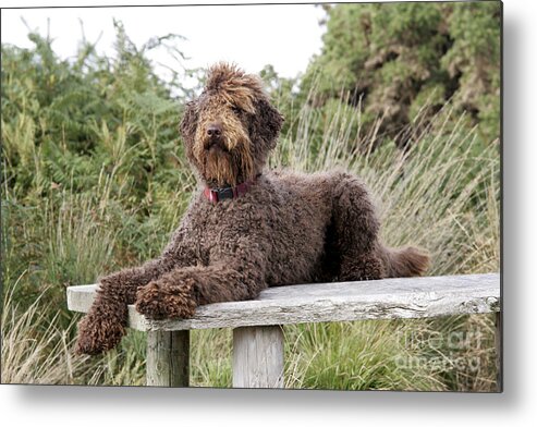 Labradoodle Metal Print featuring the photograph Brown Labradoodle #2 by John Daniels