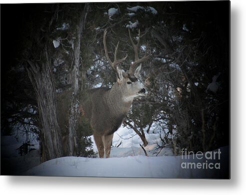 Buck Metal Print featuring the photograph Buck II #2 by Brandi Mavretic