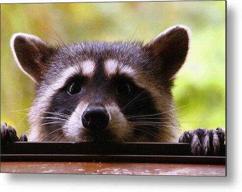 Mammals Metal Print featuring the photograph Can You See Me Now? #2 by Kym Backland