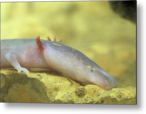 Proteus Anguinus Metal Print featuring the photograph Cave Salamander #2 by Philippe Psaila/science Photo Library