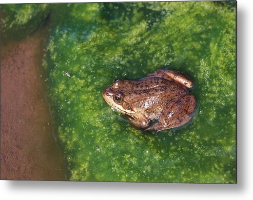 Amphibia Metal Print featuring the photograph Columbia Spotted Frog #2 by Karl H. Switak