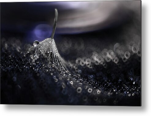 Water Metal Print featuring the photograph Dandelion #2 by Ivelina Blagoeva