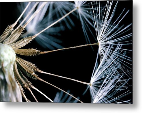 Angiosperm Metal Print featuring the photograph Dandelion Seeds #2 by Perennou Nuridsany