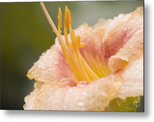 Day Lilly Metal Print featuring the photograph Day Lilly #2 by Robert Culver