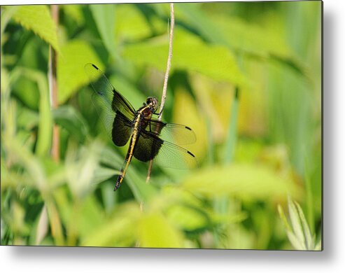 Dragonfly Metal Print featuring the photograph Dragon #2 by David Armstrong