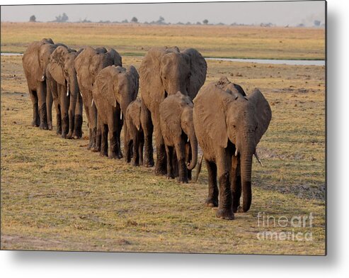 Elephants Metal Print featuring the photograph Elephant Family #2 by Mareko Marciniak