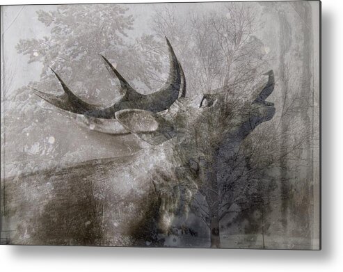 Christmas Card Metal Print featuring the photograph Elk In Winter #1 by Suzanne Powers