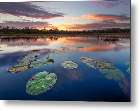 Clouds Metal Print featuring the photograph Everglades at Sunset by Debra and Dave Vanderlaan
