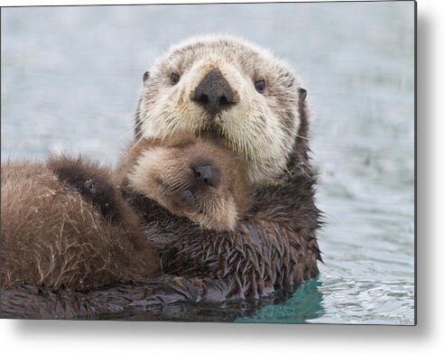 Day Metal Print featuring the photograph Female Sea Otter Holding Newborn Pup by Milo Burcham