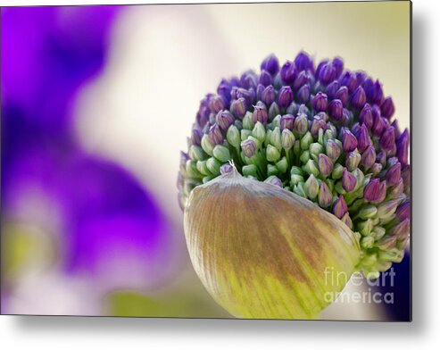 Meadow Metal Print featuring the photograph Flower #2 by Christine Sponchia