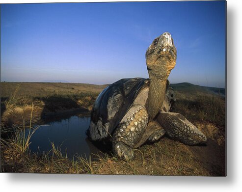 Feb0514 Metal Print featuring the photograph Galapagos Giant Tortoise Wallowing #2 by Tui De Roy