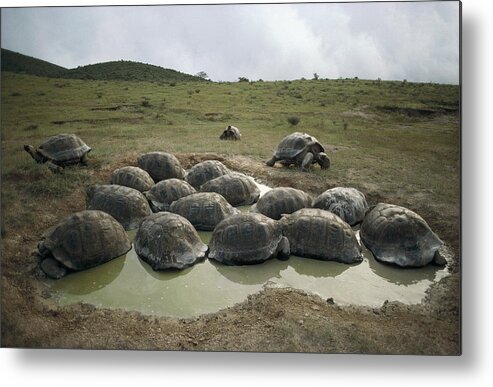 Feb0514 Metal Print featuring the photograph Galapagos Giant Tortoises Wallowing #2 by Tui De Roy