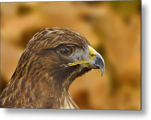 Animal Metal Print featuring the photograph Golden Eagle #2 by Brian Cross