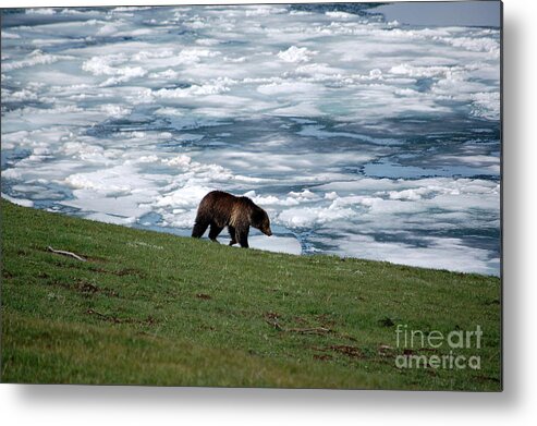 Grizzly Metal Print featuring the photograph Grizzly Bear on Frozen Lake Yellowstone #2 by Shawn O'Brien