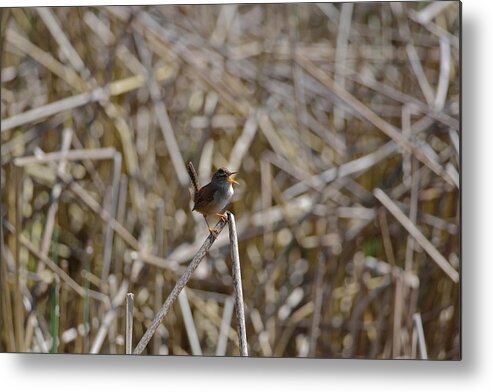 Bird Metal Print featuring the photograph Here I am - Marsh Wren #2 by Kathy King
