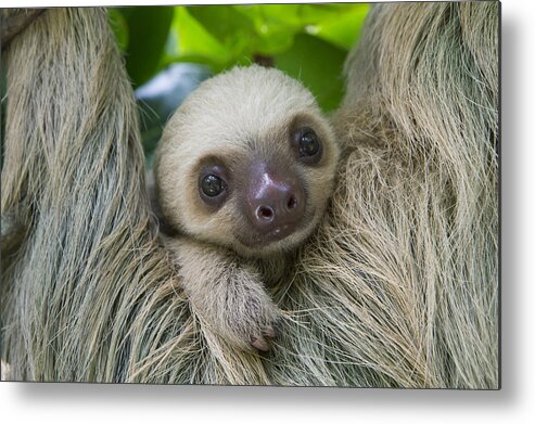 Suzi Eszterhas Metal Print featuring the photograph Hoffmanns Two-toed Sloth And Old Baby by Suzi Eszterhas