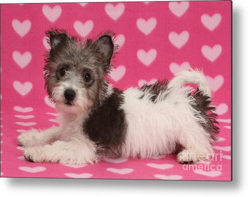 Nature Metal Print featuring the photograph Jack Russell X Westie Pup #3 by Mark Taylor
