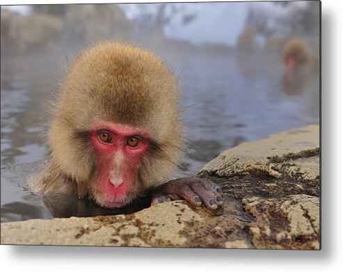 Thomas Marent Metal Print featuring the photograph Japanese Macaque In Hot Spring #2 by Thomas Marent