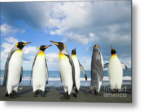 00345362 Metal Print featuring the photograph King Penguins in Gold Harbour by Yva Momatiuk John Eastcott