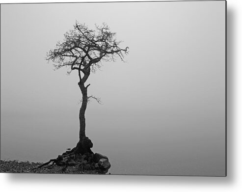 Fog Metal Print featuring the photograph Loch Lomond Tree #2 by Grant Glendinning