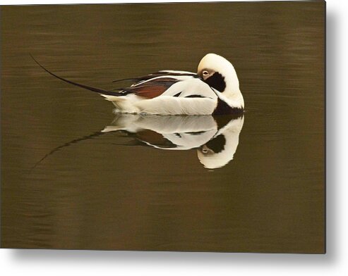 Duck Metal Print featuring the photograph Long-tailed Duck #2 by Alan Lenk