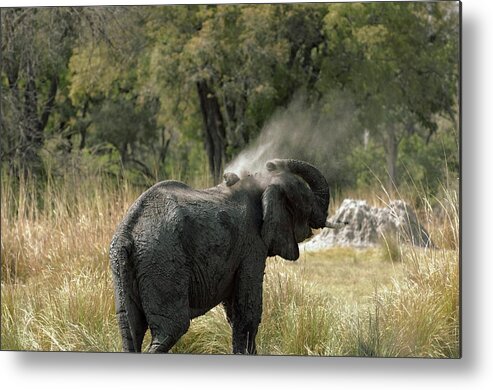 African Elephant Metal Print featuring the photograph Male African Elephant #2 by Dr P. Marazzi/science Photo Library