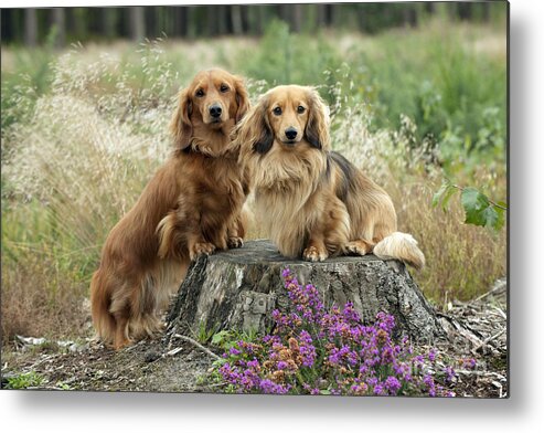 Dachshund Metal Print featuring the photograph Miniature Long-haired Dachshunds #1 by John Daniels