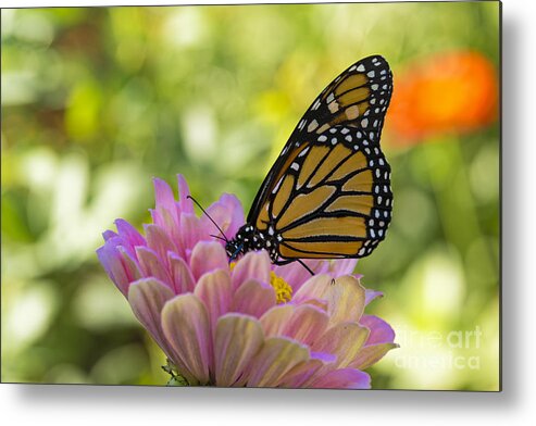 Animals And Pets Metal Print featuring the photograph Monarch Butterfly Drinking on a Pink Zinnia #2 by James L Davidson