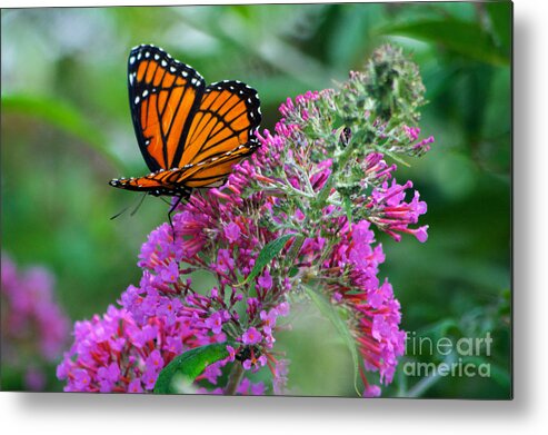 Butterfly Metal Print featuring the photograph Monarch Butterfly #2 by Mark Dodd