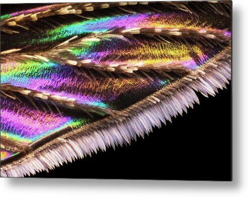Animal Metal Print featuring the photograph Mosquito Wing by Frank Fox/science Photo Library