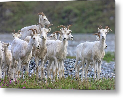 Alaska Metal Print featuring the photograph Mountain Goats Along Kongakut River #2 by Tom Norring