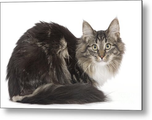 Cat Metal Print featuring the photograph Norwegian Forest Cat #2 by Jean-Michel Labat