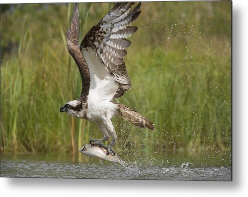 Osprey catching a fish #2 Metal Print by Science Photo Library - Science  Photo Gallery