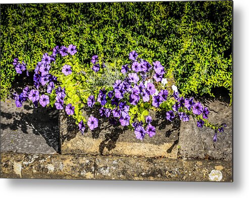 Purple Metal Print featuring the photograph Petunia #2 by Chris Smith