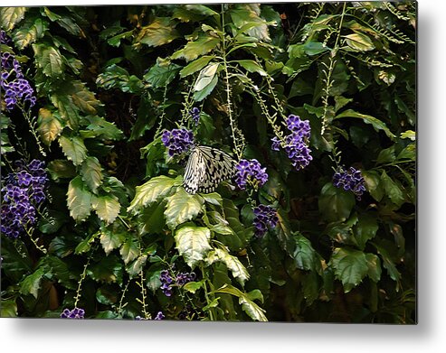 Butterfly Metal Print featuring the photograph Purple Beauty #2 by Aimee L Maher ALM GALLERY