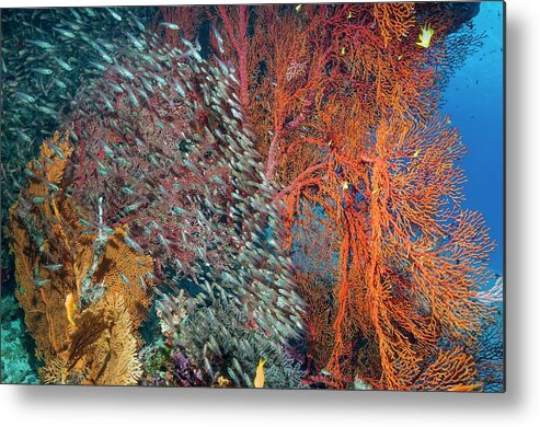 Pygmy Sweeper Metal Print featuring the photograph Pygmy Sweepers And Gorgonian Sea Fans #2 by Georgette Douwma