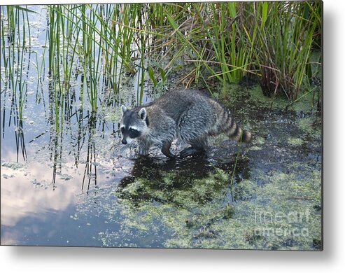 Nature Metal Print featuring the photograph Raccoon #2 by Mark Newman