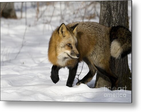 Red Fox Metal Print featuring the photograph Red Fox #2 by Linda Freshwaters Arndt