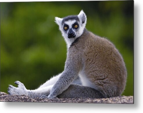 Feb0514 Metal Print featuring the photograph Ring-tailed Lemur Portrait Madagascar #2 by Pete Oxford
