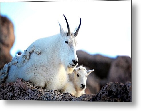 Wildlife Metal Print featuring the photograph Rocky Mountain Goats - Nanny and Kid by OLena Art by Lena Owens - Vibrant DESIGN