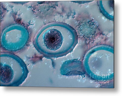 Cell Anatomy Metal Print featuring the photograph Roundworm Cells In Metaphase, Lm #2 by Joseph F. Gennaro Jr.