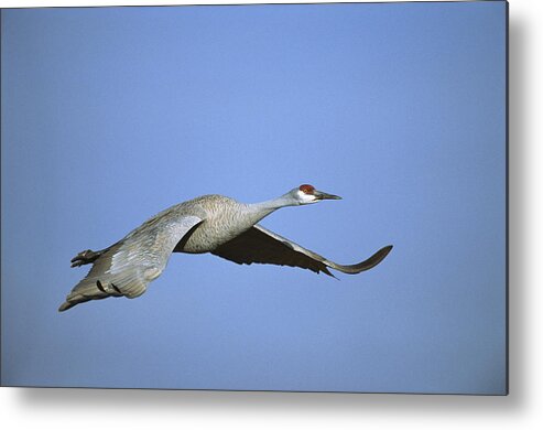 Feb0514 Metal Print featuring the photograph Sandhill Cranes Flying Bosque Del Apache #2 by Tom Vezo