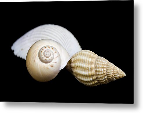 Marine Metal Print featuring the photograph Seashells #2 by Paulo Goncalves