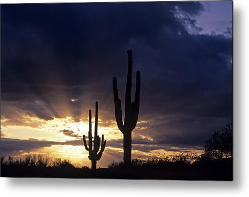 American Southwest Metal Print featuring the photograph Silhouetted saguaro cactus sunset at dusk Arizona State USA #2 by Jim Corwin